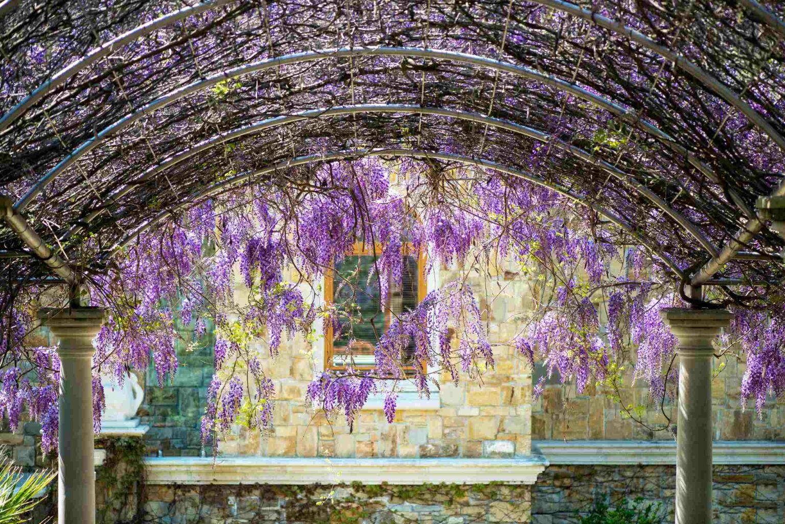 Avec Quelles Plantes Couvrir Sa Pergola My Living Bloom