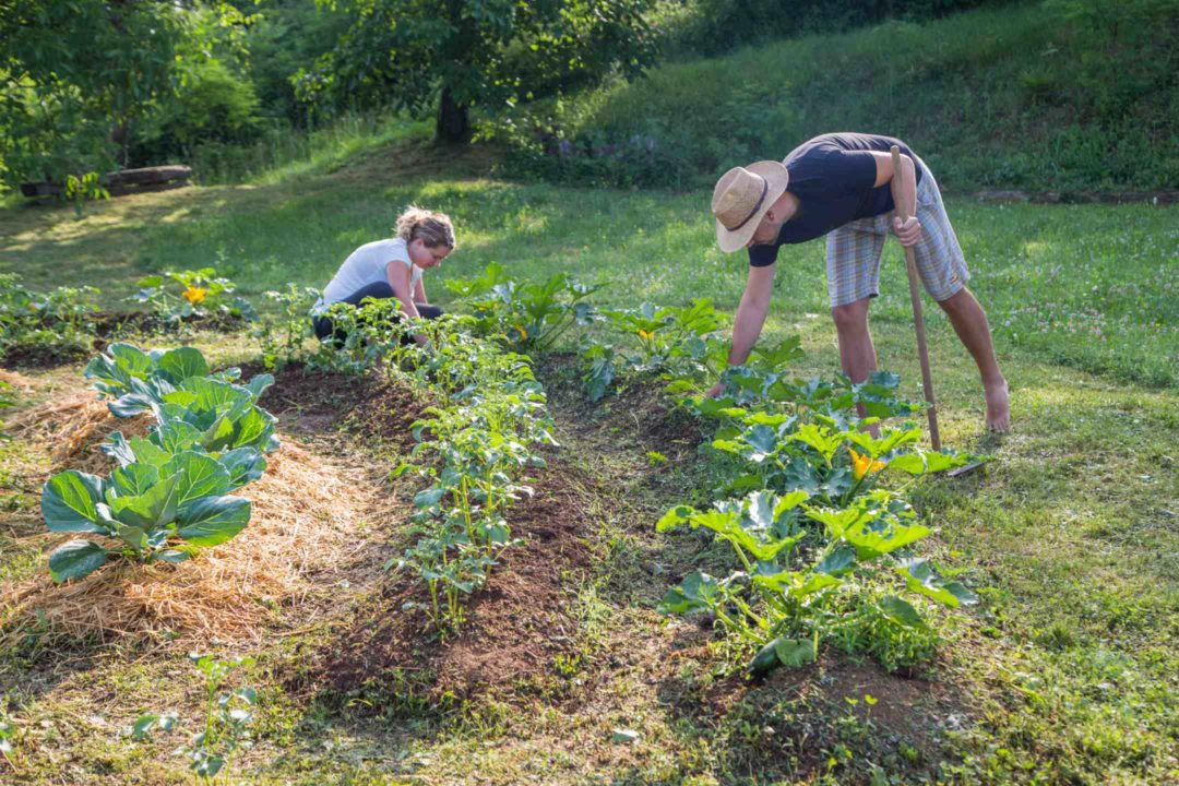Un homme et une femme travaillent dans un jardin potager