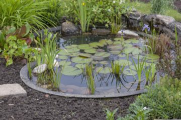 Bassin à poisson dans un jardin