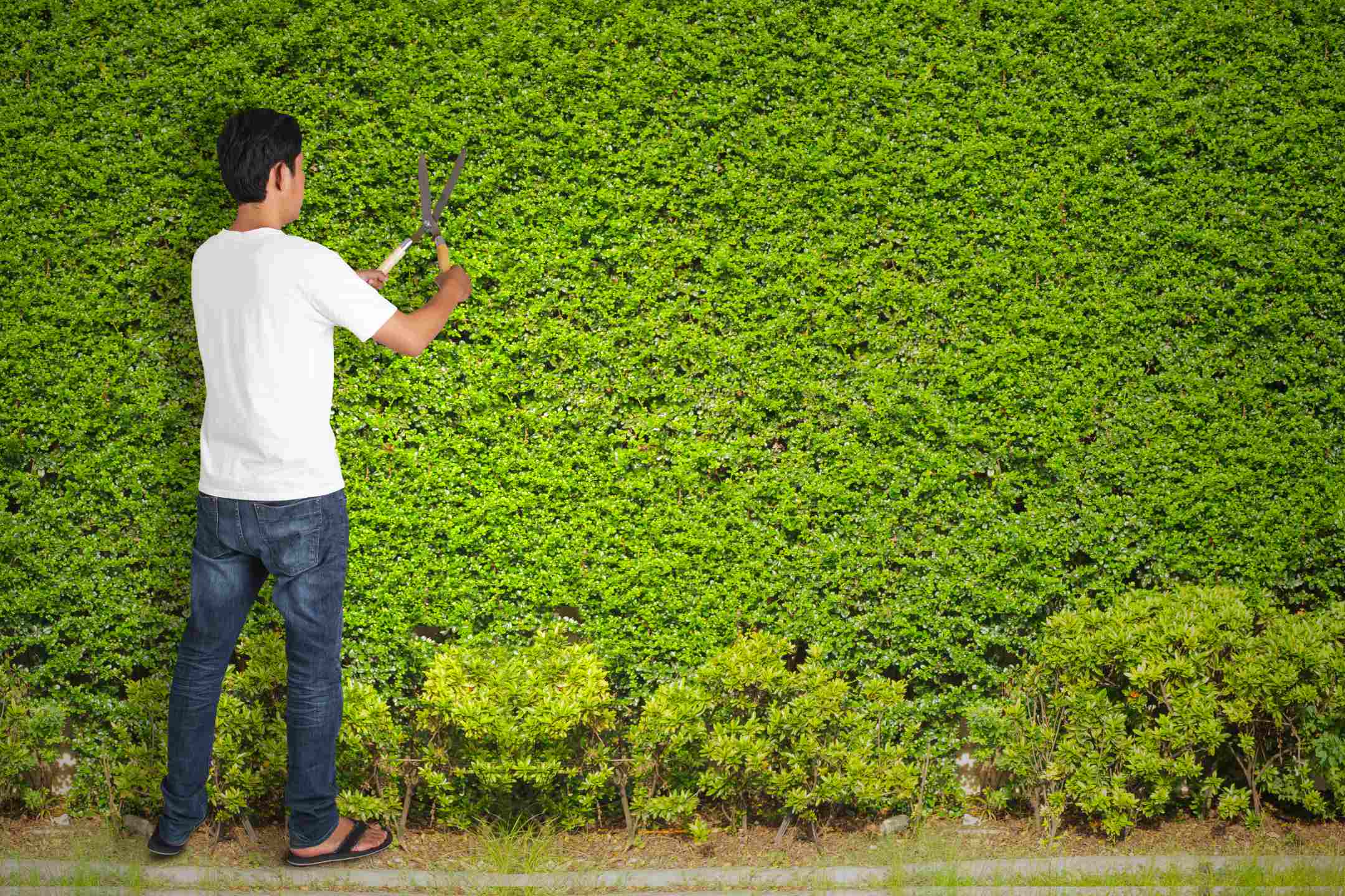 Paysagiste jardinier élaguant une clôture végétale