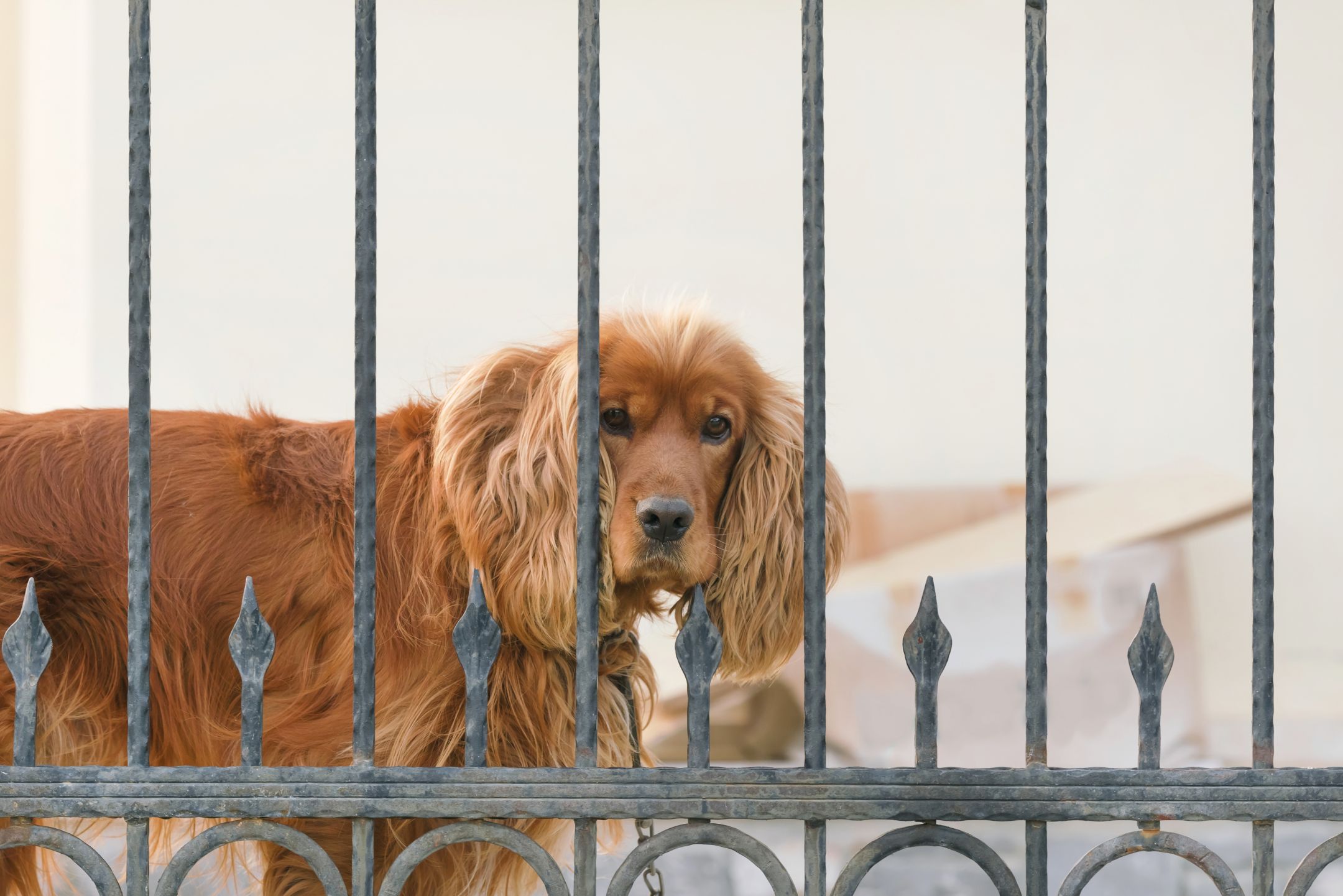 Un chien derrière un clôture ou une grille de portail