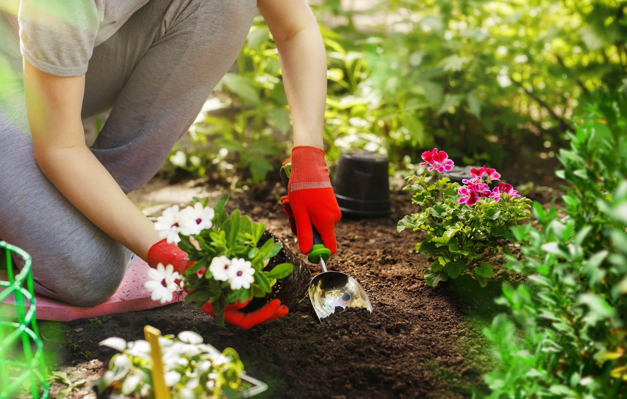 Une personne plante des fleurs dans un jardin