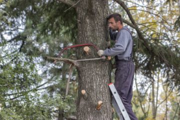 Paysagiste juché sur un arbre pour l'élagage