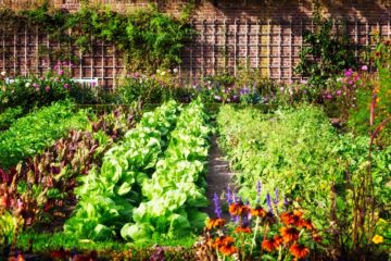 Un jardin potager bien organisé