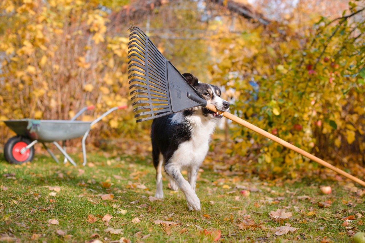 Que faire dans son jardin en octobre ?