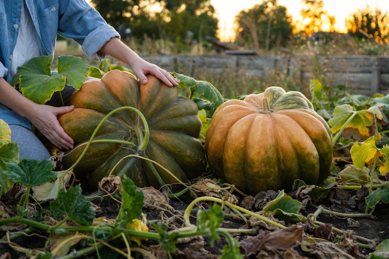 Que faire dans son potager en octobre ?