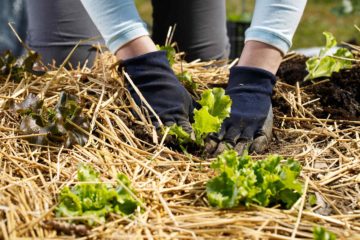 Protection hivernale d'un jardin potager avec du paillage