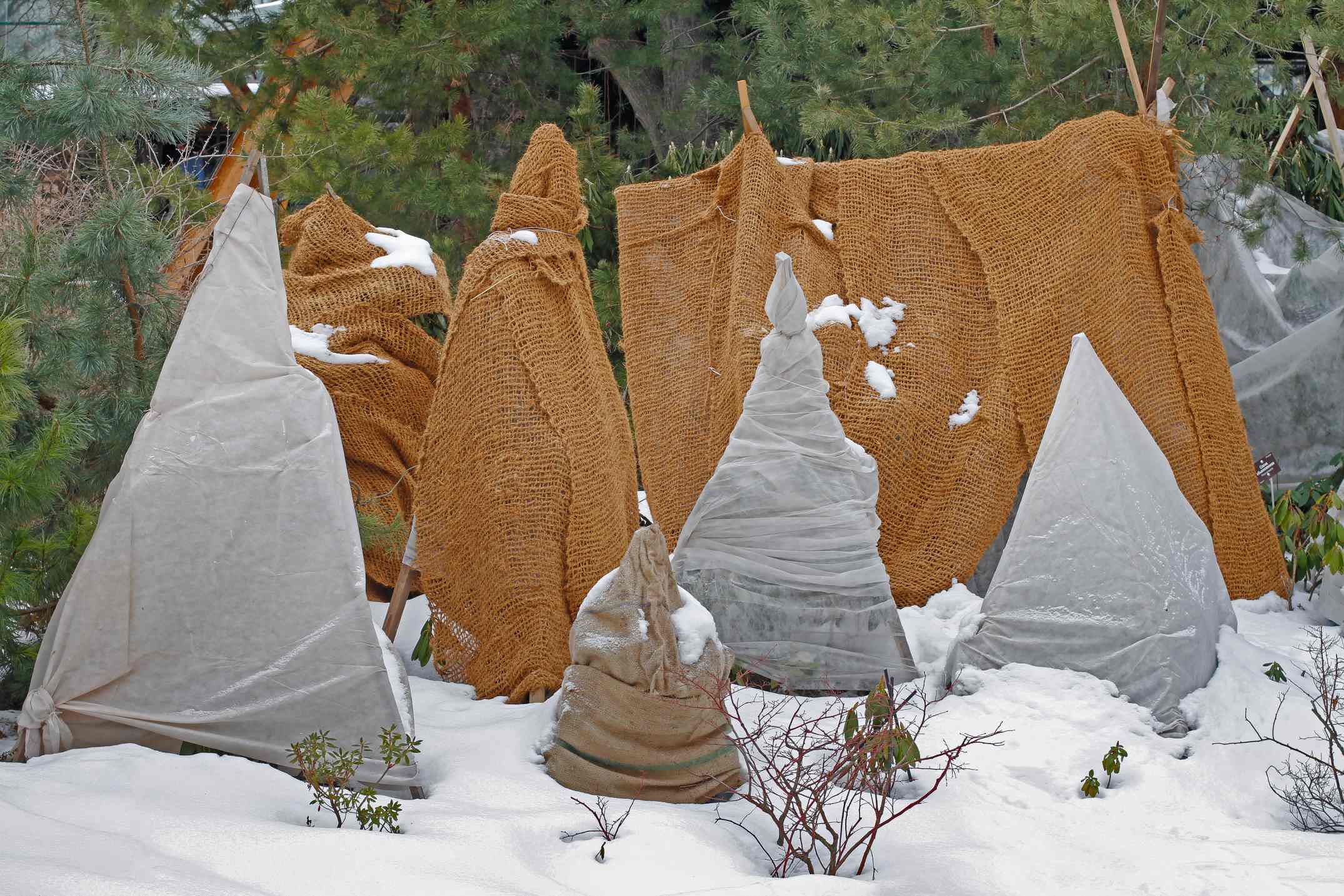 Arbres et arbustes du jardin protégés pour l'hiver