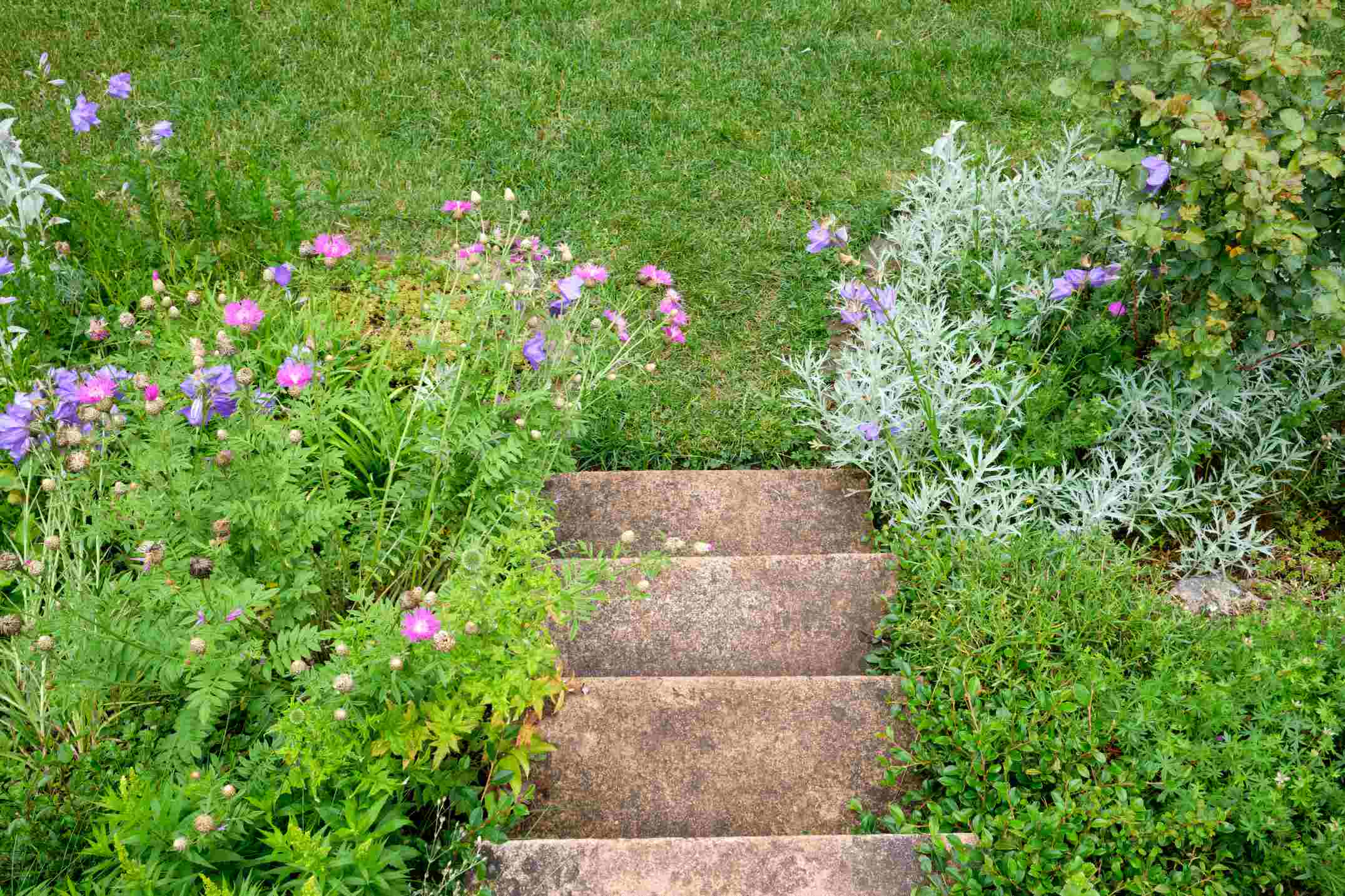 Ancien escalier en béton dan sun jardin