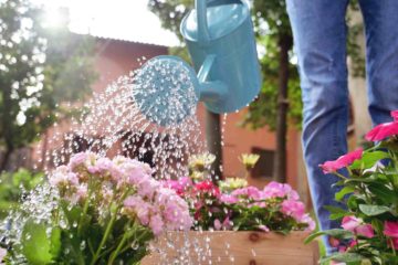 Un jardinier arrose ses fleurs dans un jardin en été