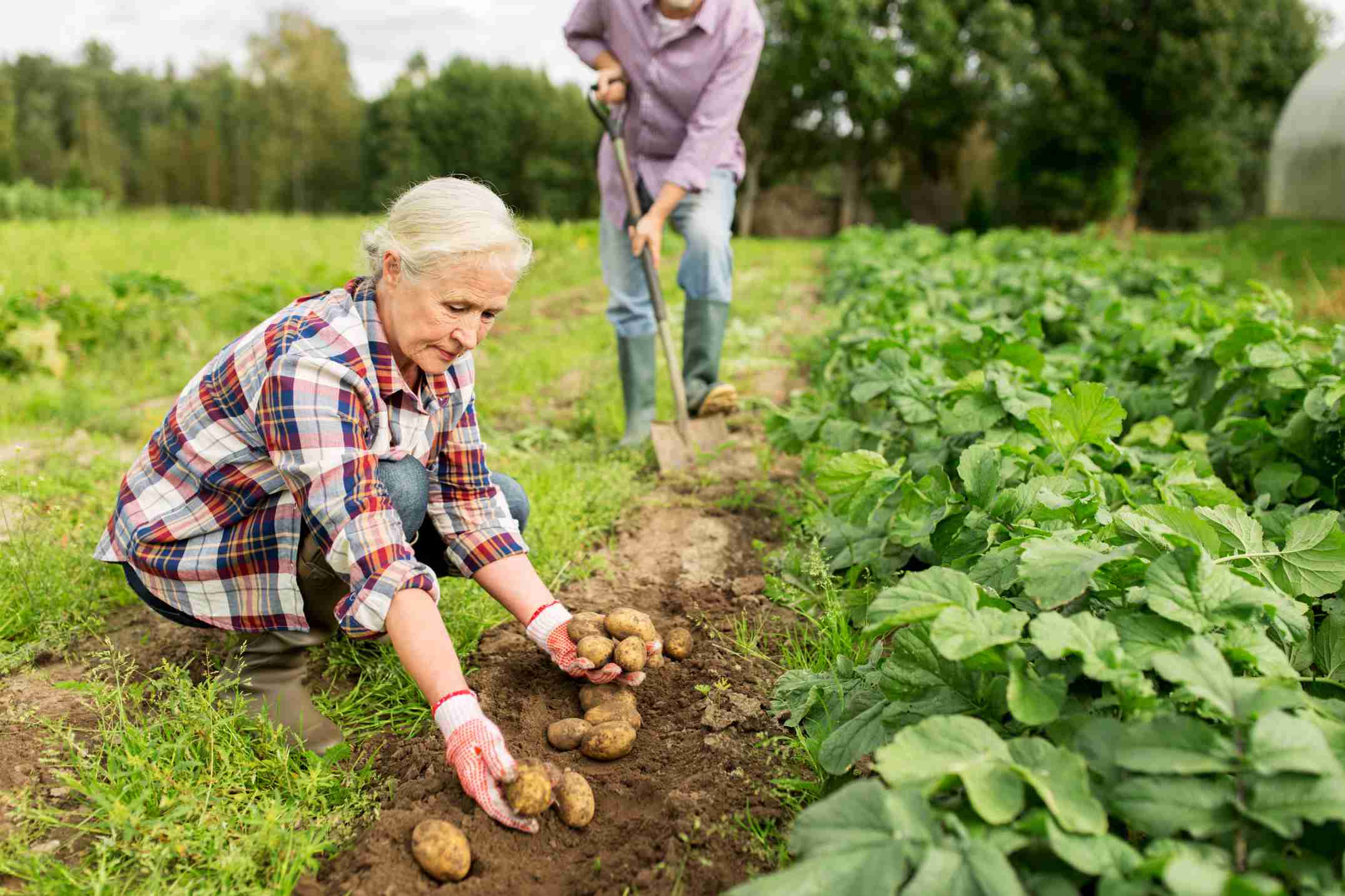 Un couple de retraités récoltent des pommes de terres dans un potager
