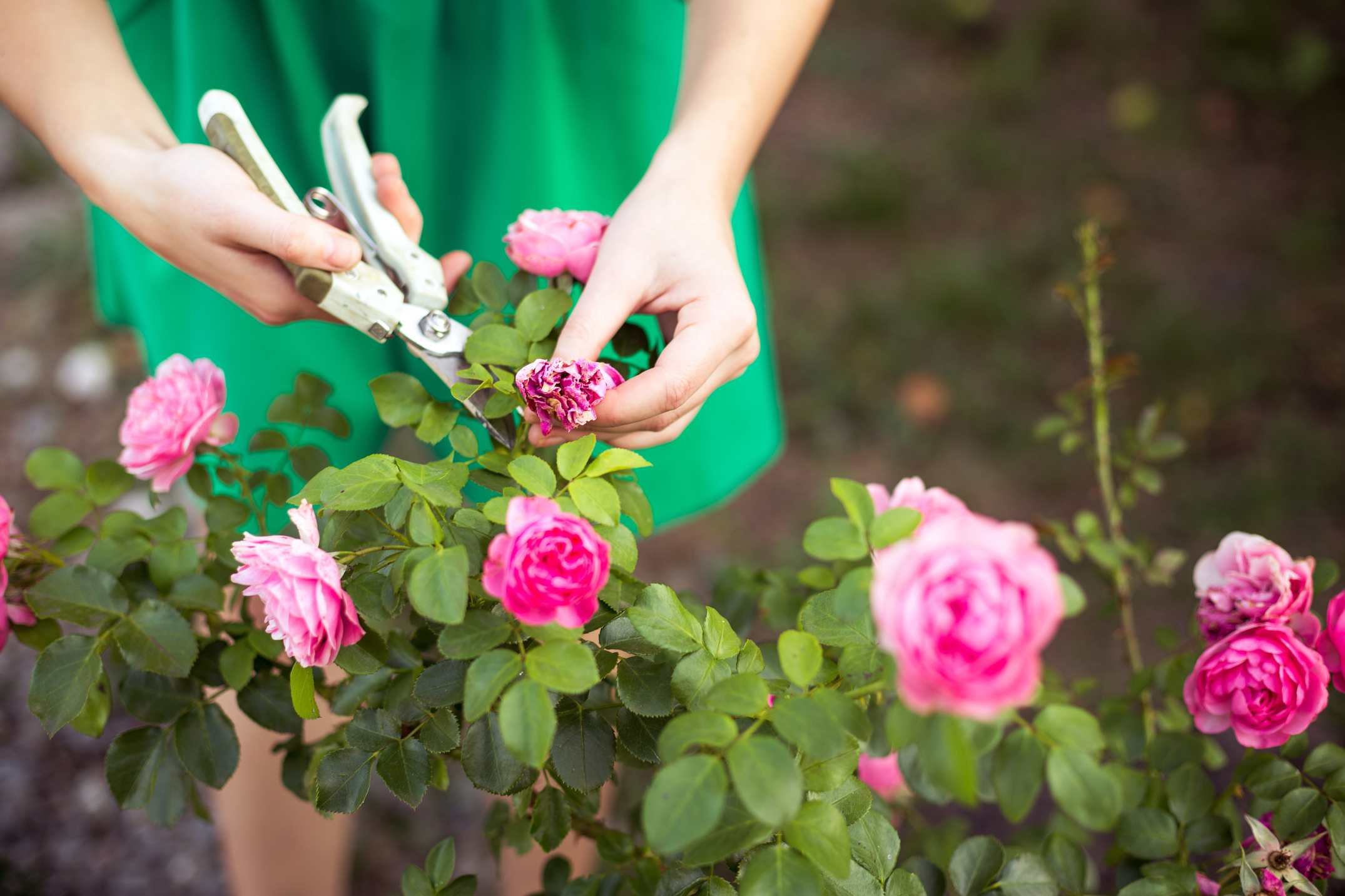 Une femme entretien un rosier dan son jardin