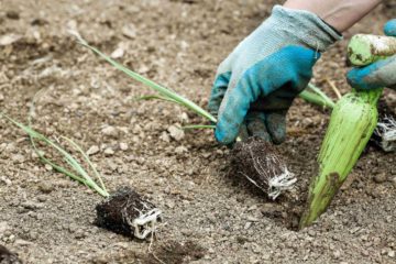 Un jardinier fait des plantations dans un jardin potager