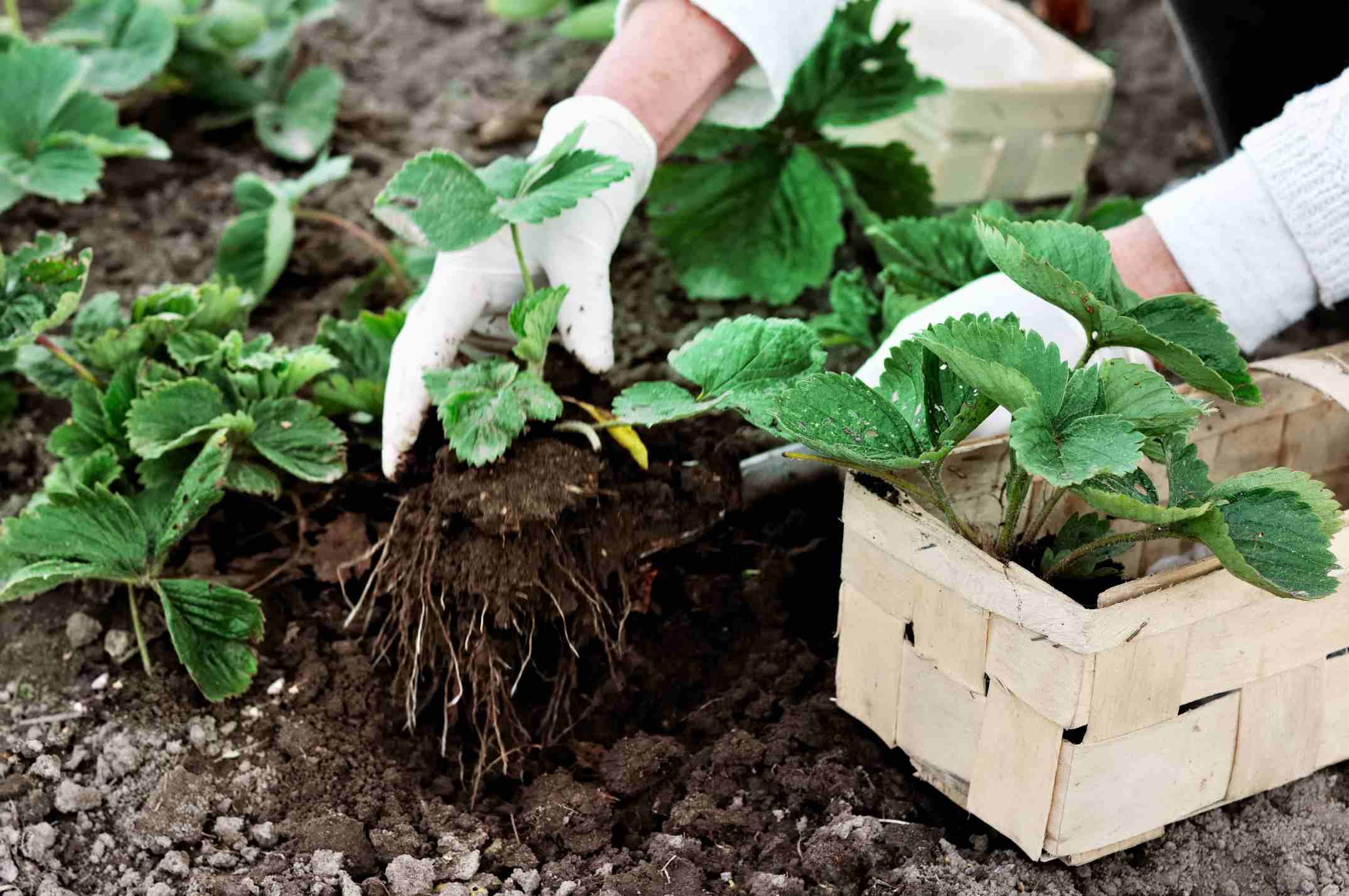 Un jardinier plante des fleurs dans un jardin