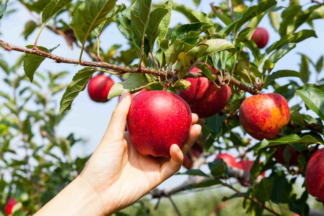 Cueillette d'une pomme rouge dans un verger ou un jardin potager