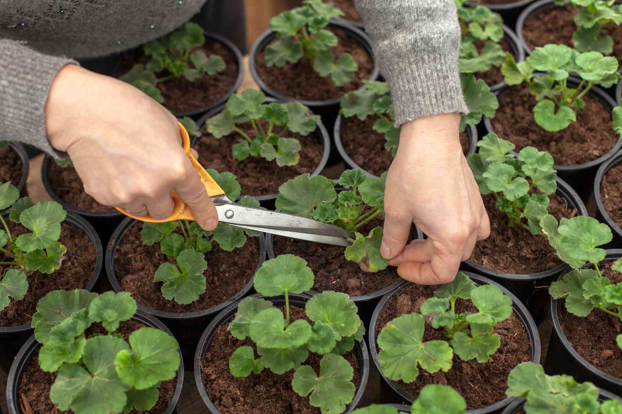 Jardinier faisant des plnatations avec de jeunes plants