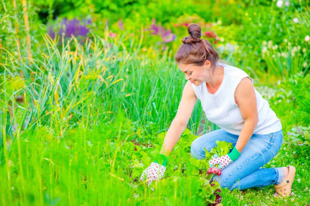 Une femme entretien son jardin et cueille des radis