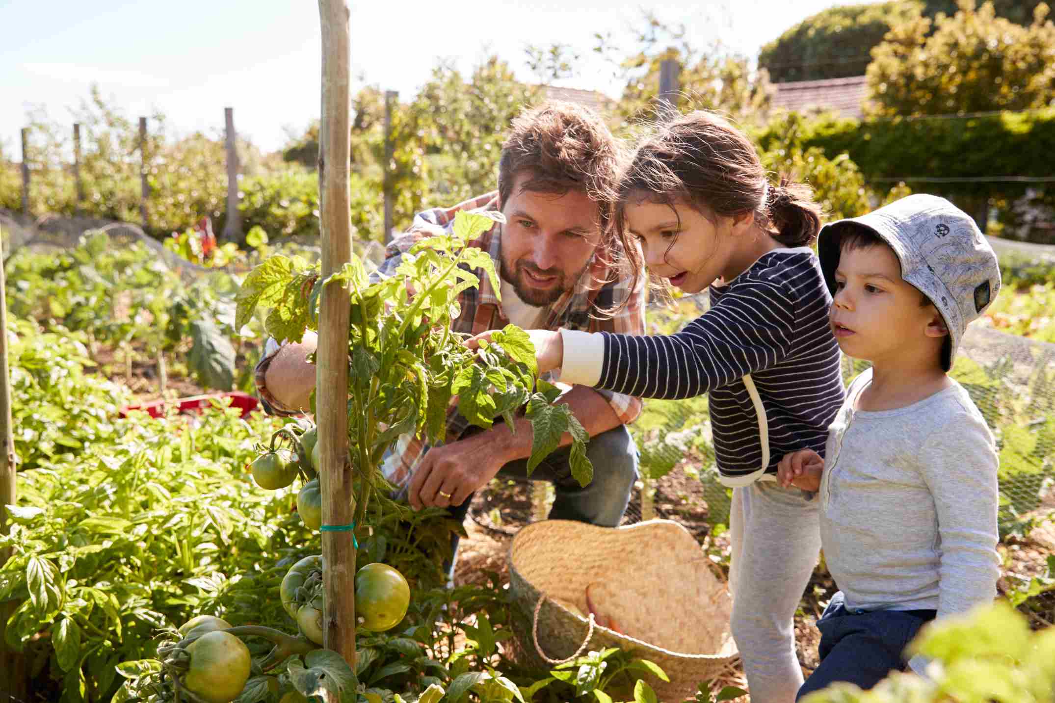 Un père et ses enfants dans le jardin potager