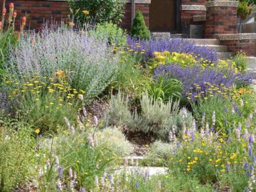 Un jardin avec des plantes qui ne nécessitent pas beaucoup d'eau