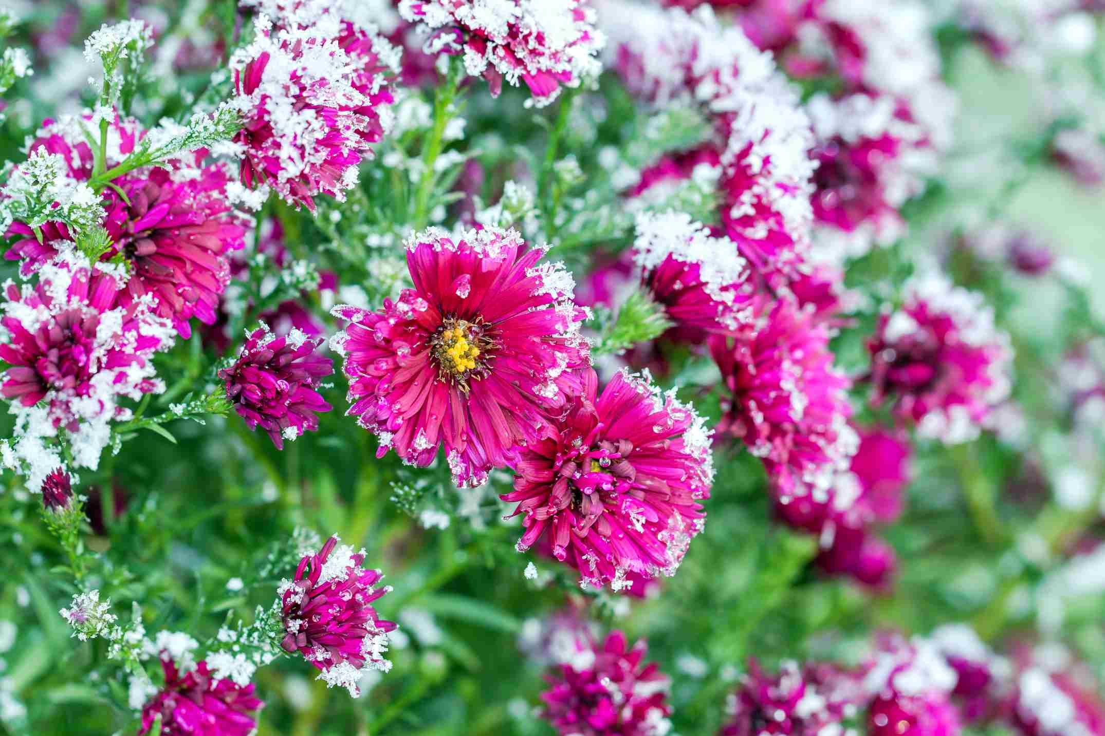 Arbuste à fleurs en plein hiver avec de la neige