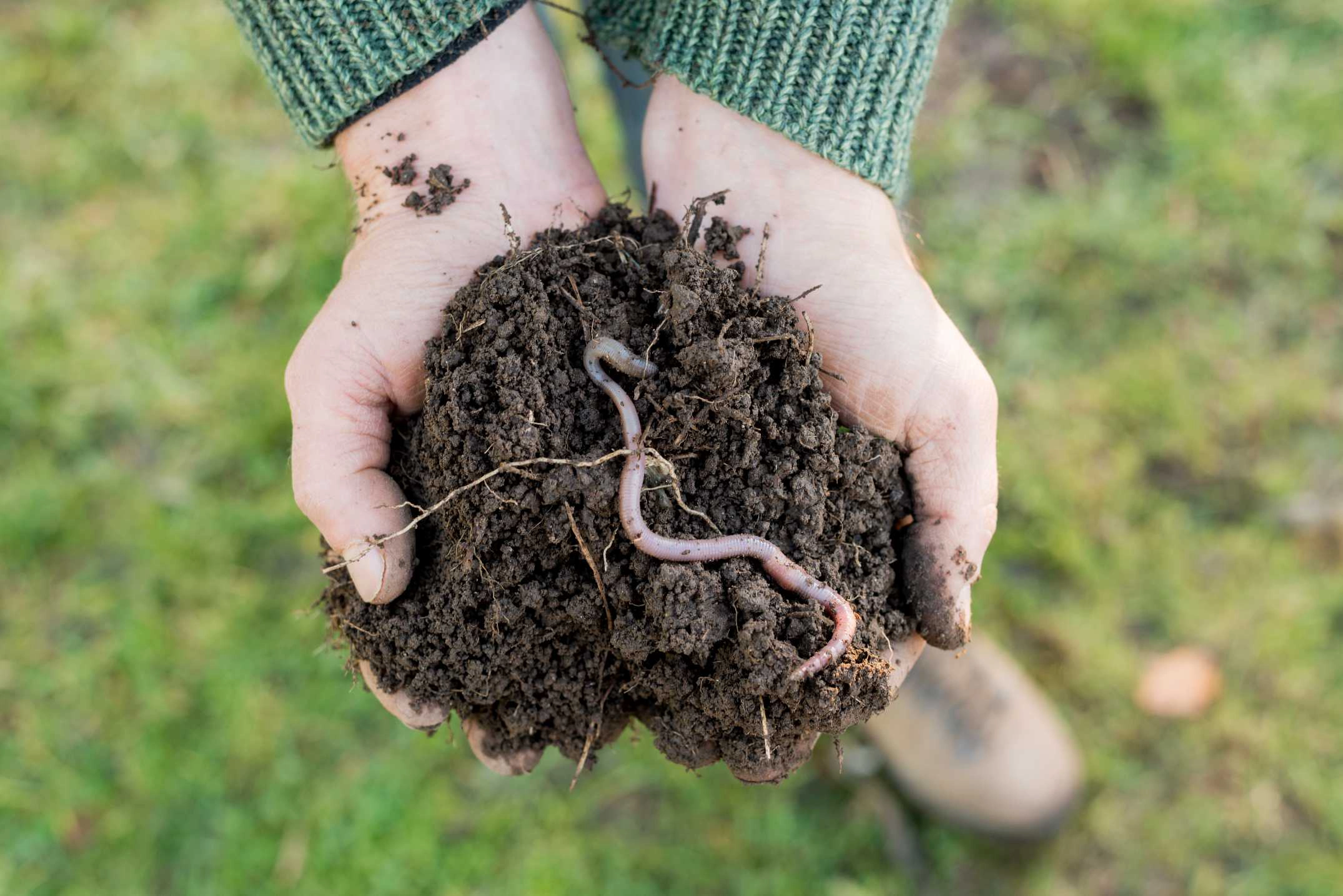 Une personne tient une motte de terre dans sa main avec un ver de terre