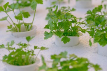 Des plantes qui poussent sans terre