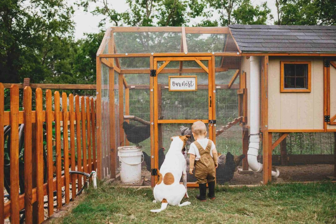 Un enfant et son chien observent des poules dans un grand poulailler
