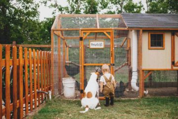 Un enfant et son chien observent des poules dans un grand poulailler