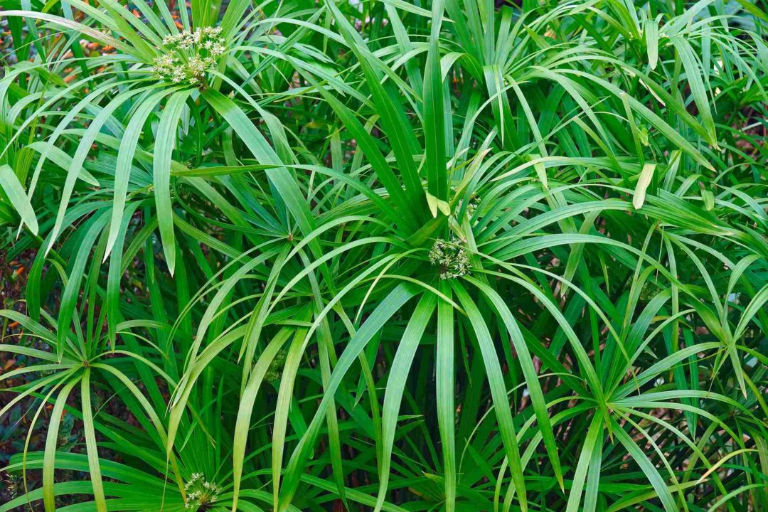 Des plantes vertes pour faire de la phytoépuration