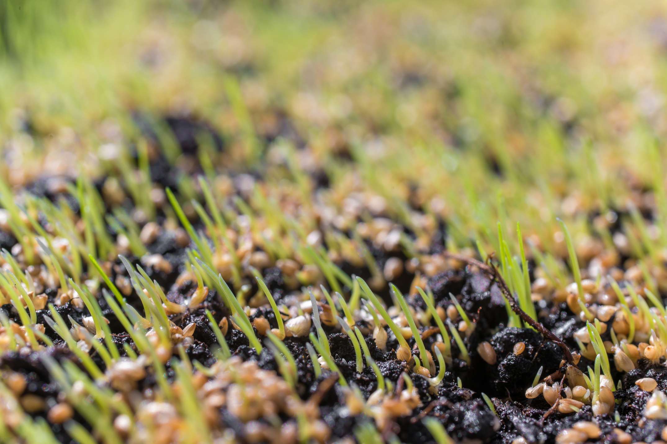 Zoom sur une pelouse en pleine croissance dans un jardin