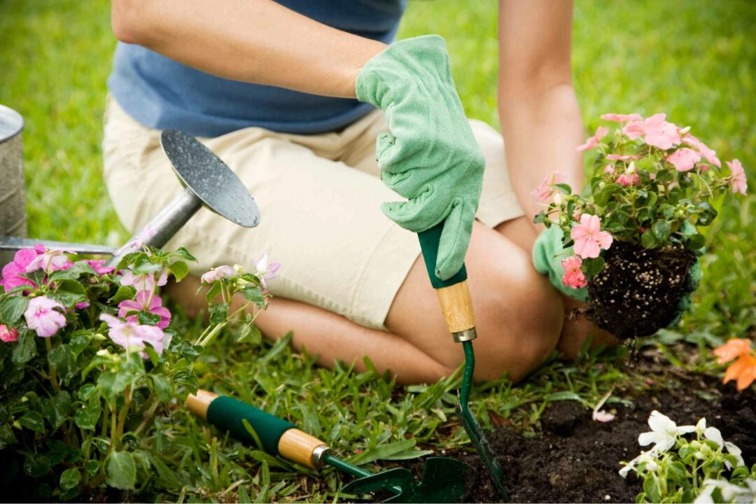 Une femme met en terre des fleurs dans un jardin
