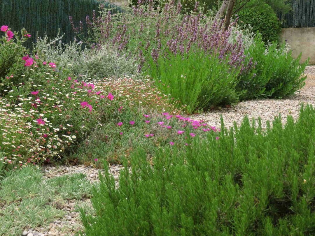 Un jardin paysager de type méditerranéen avec lavande, plantes grasses et graviers