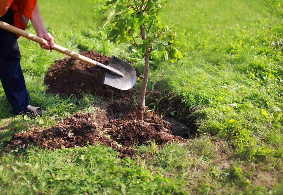 Un jardinier plante un arbre dans un jardin