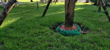 Un arbre en cours de transplatantion pour être déplacé