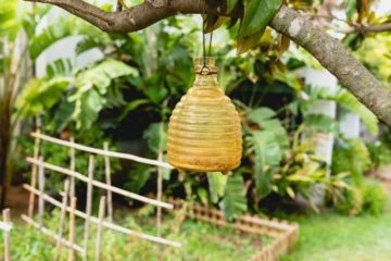 Un piège à insectes volants installé dans un jardin