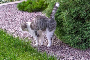 Un chat dans un jardin