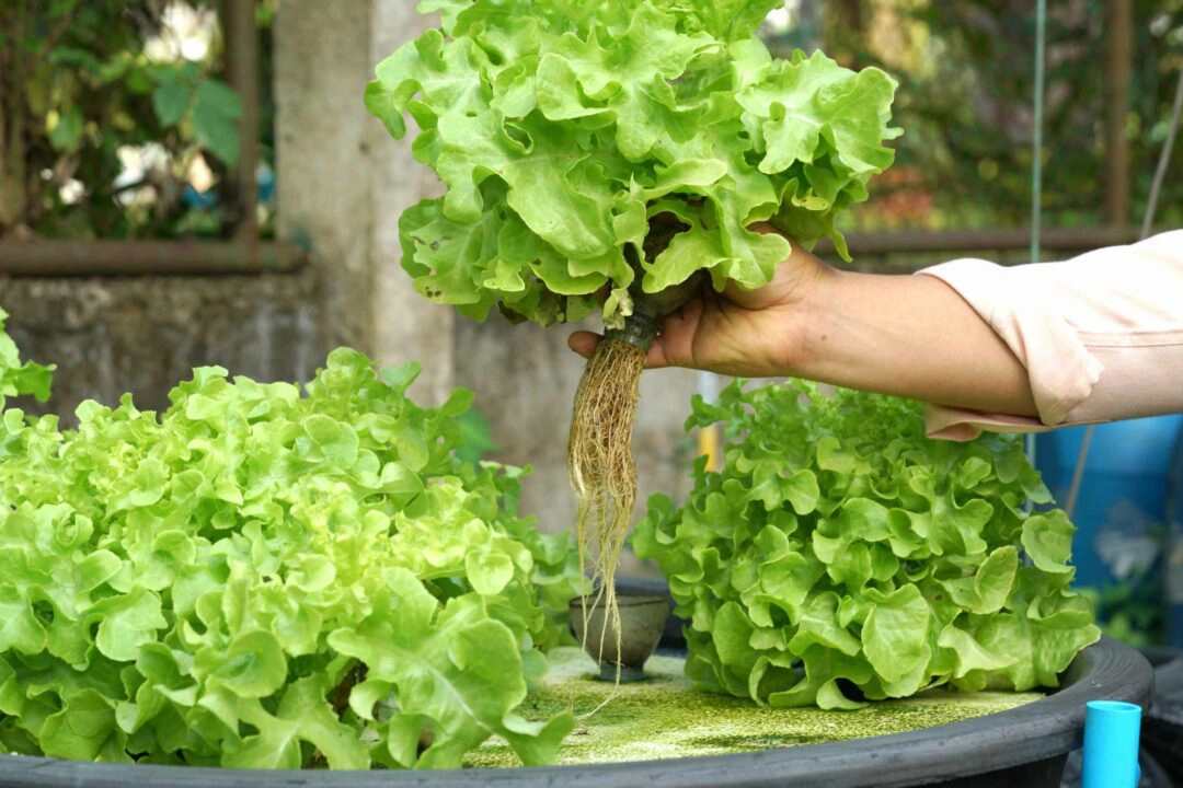 Des salades cultivées via la culture aquaponique