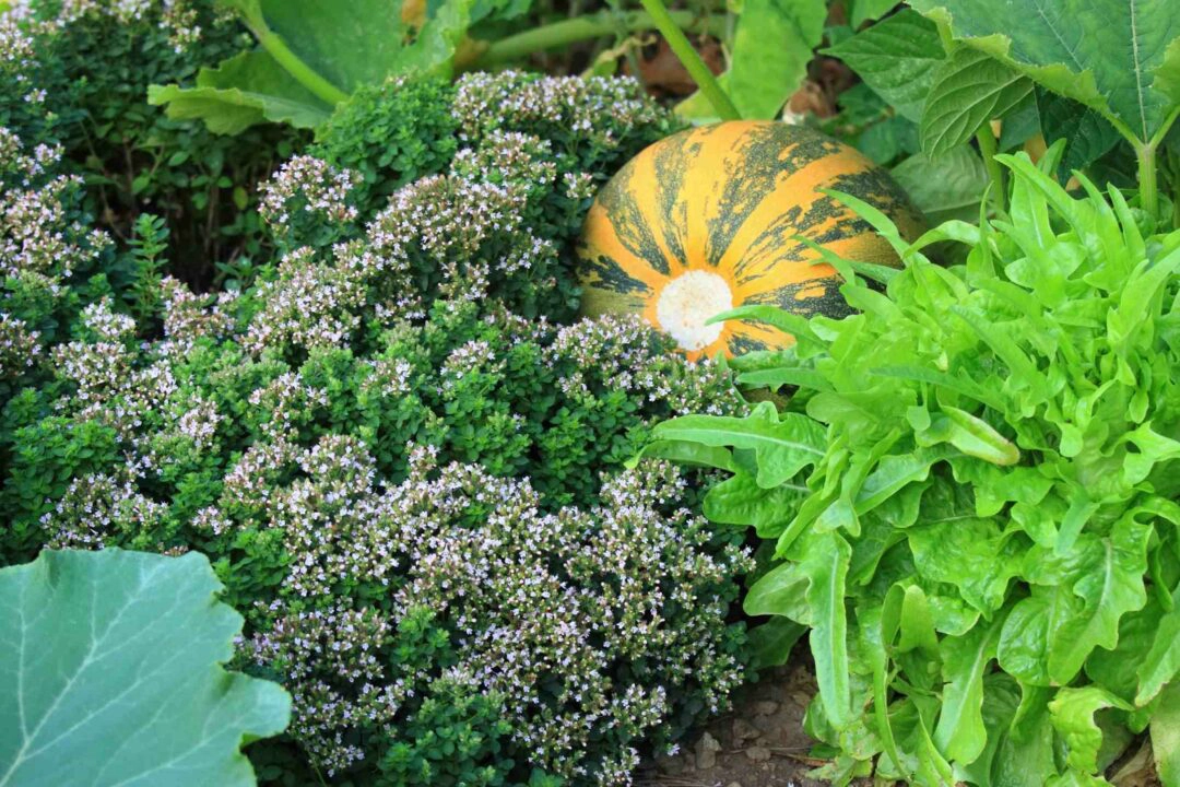 Des légumes, fruits et aromates dans un jardin potager et écoresponsable