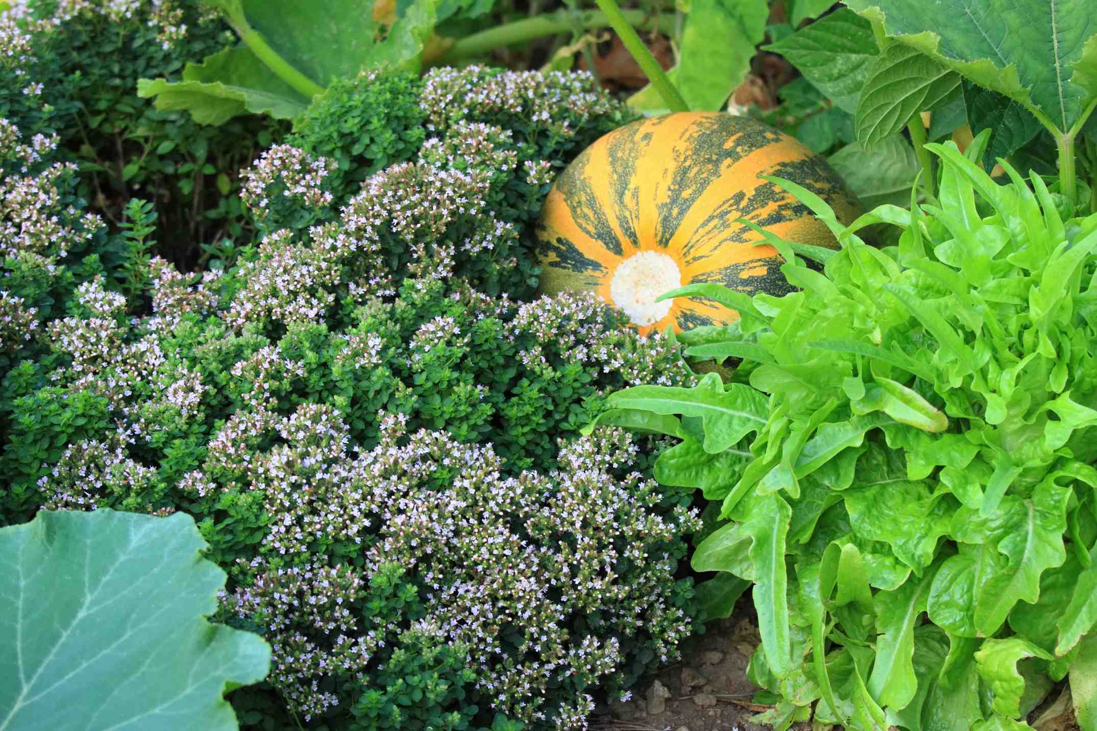 Des légumes, fruits et aromates dans un jardin potager et écoresponsable