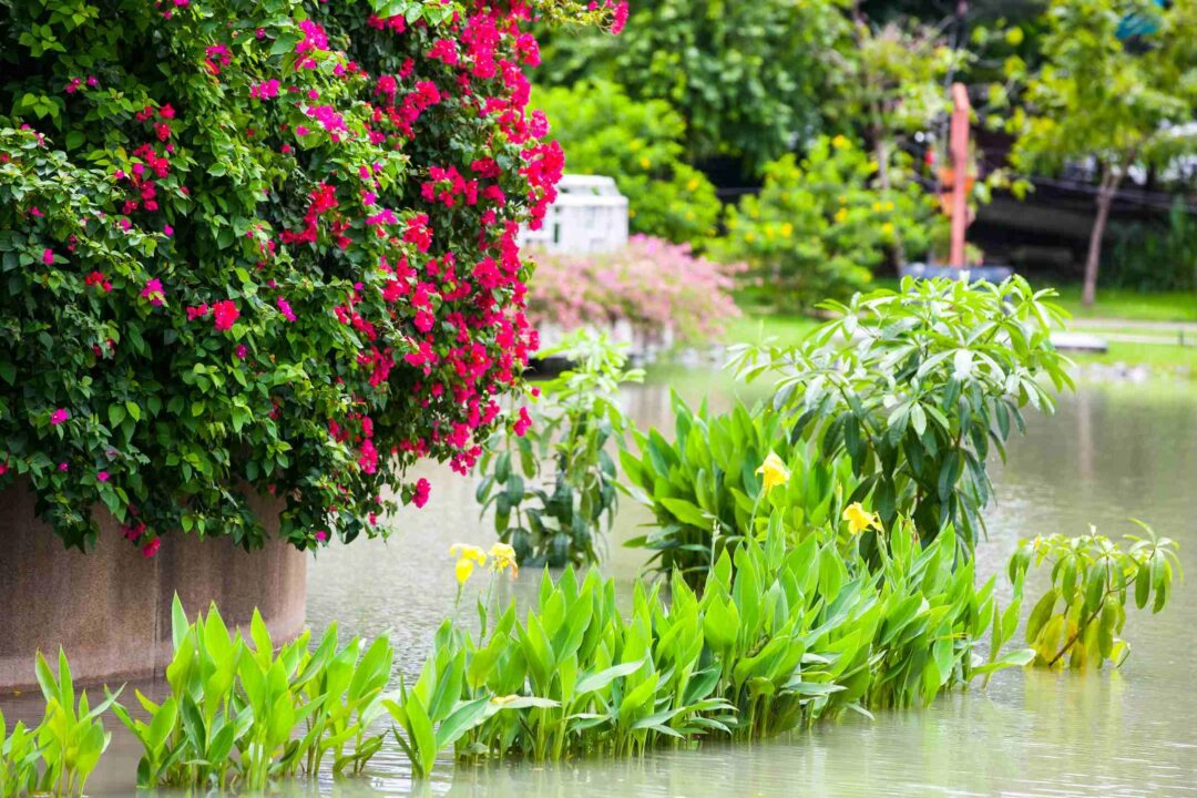 Un jardin fleuri inondé après de fortes pluies