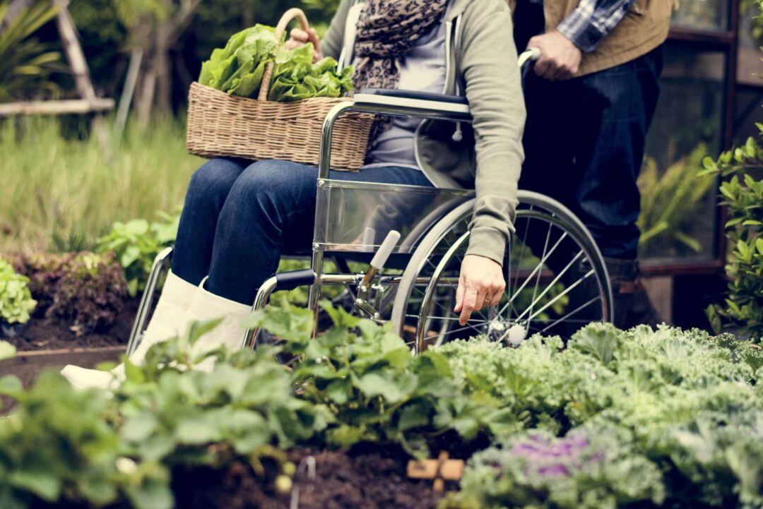 Une personne en fauteuil roulant dans un jardin potager