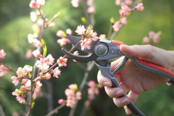 La taille d'arbustes ou d'arbres fruitiers