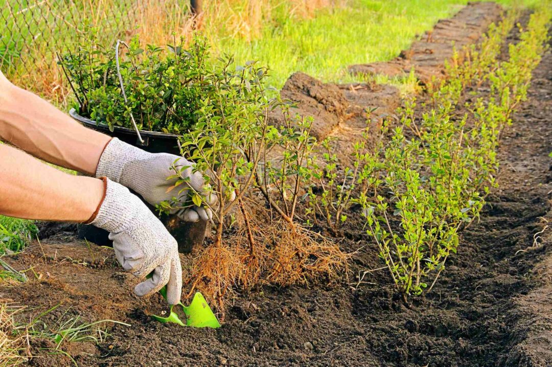 Un jardinier en train de planter des massifs de plantes dans un jardin