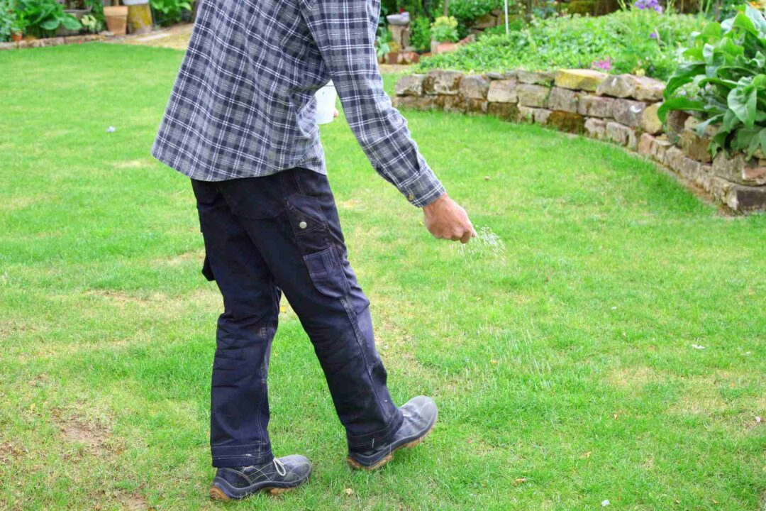 Un jardinier sème des plants pour réparer une pelouse abîmée