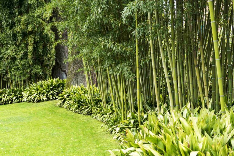 Des bambous plnatés en bordure d'un jardin exotique