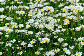 Des camomilles romaines dans un jardin