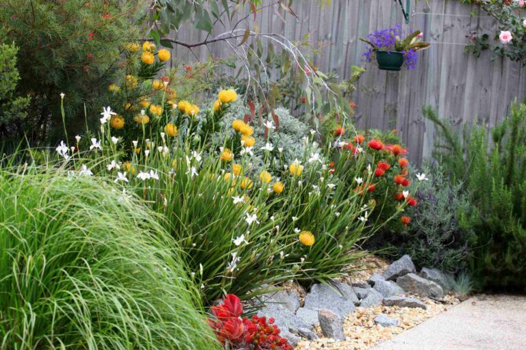 Un exemple de jardin australien avec plantes et fleurs adaptées