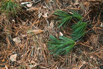 Épines de pin dans le jardin : comment les réutiliser ?