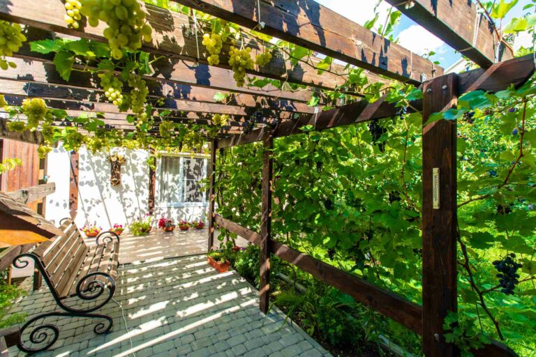 La terrasse d'une maison avec une pergola végétalisée à l'aide d'une vigne