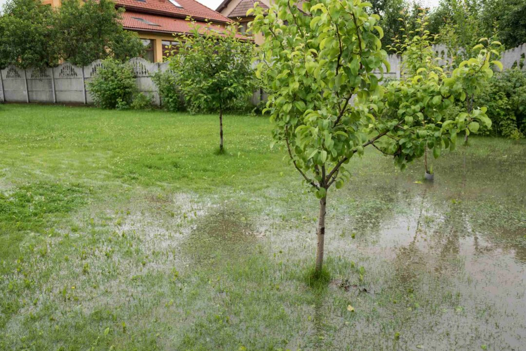 Un jardin arboré inondé après de fortes pluies